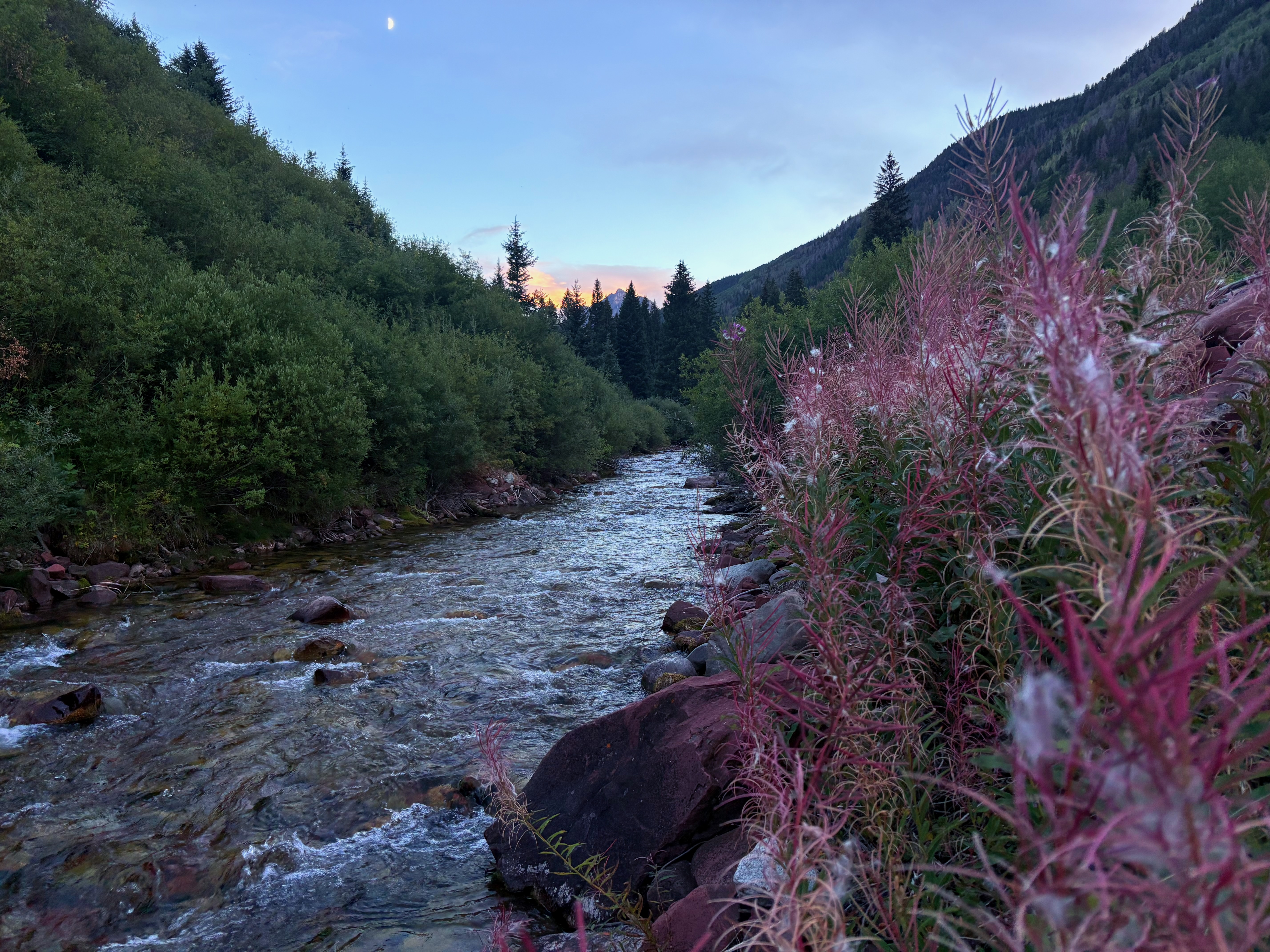 A mountain creek at dusk framed by evergreens and wildflowers